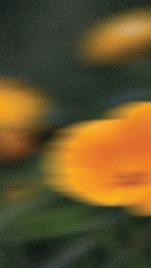 Bright Citrus