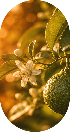Bright Citrus